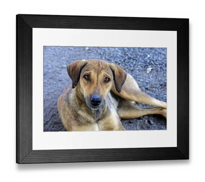 Framed Print : Camel market, fair, people, wedding market Framed Print : Camel market, fair, people, wedding market