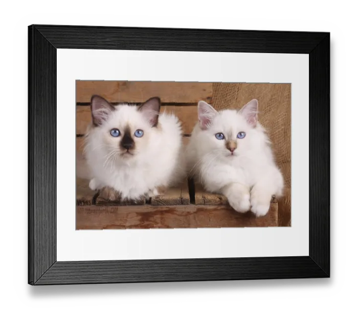 Framed Print : SACRED CAT OF BIRMA, SACRED CAT OF BIRMA Framed Print : SACRED CAT OF BIRMA, SACRED CAT OF BIRMA