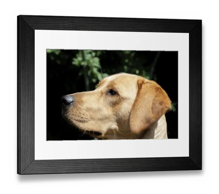Framed Print : Portrait of Labrador Retriever looking at something close up on face