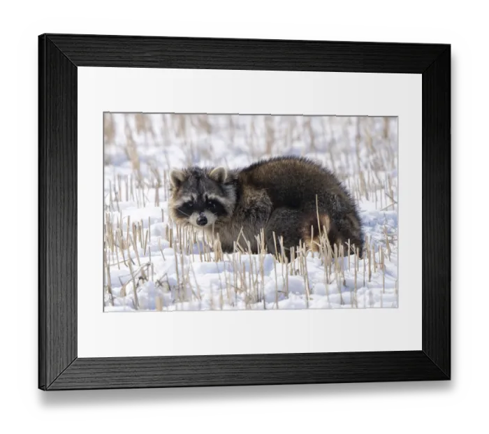 Framed Print : Close Up Racoon in winter snow cold climate