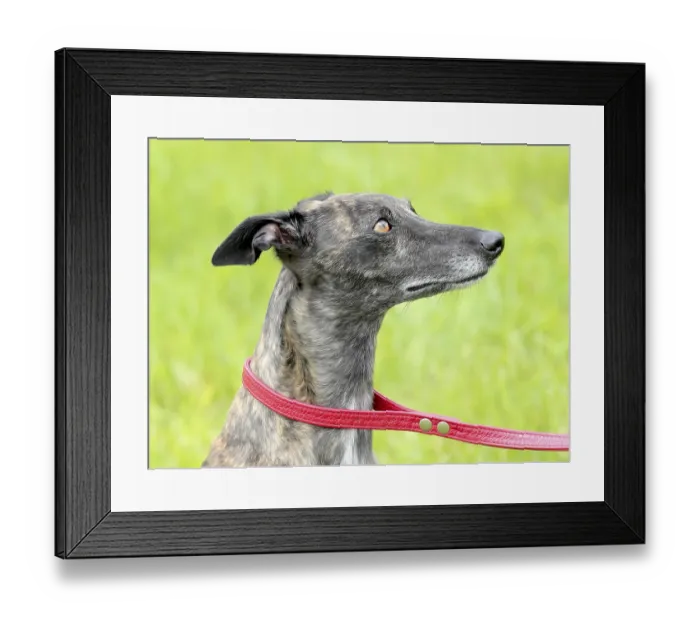Framed Print : Detail of grey Wippet dog on a green grass lawn