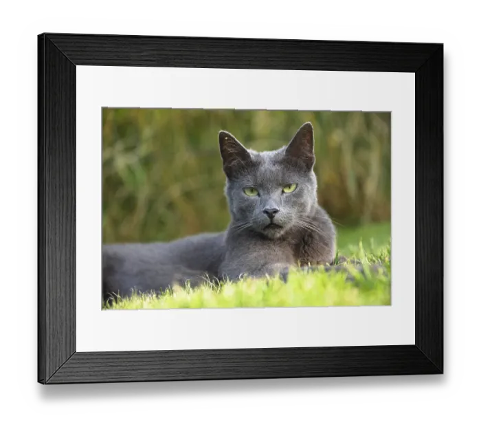 Framed Print : Cat lying relaxed in the meadow and looking trustingly towards the camera - close-up of a domestic cat Framed Print : Cat lying relaxed in the meadow and looking trustingly towards the camera - close-up of a domestic cat