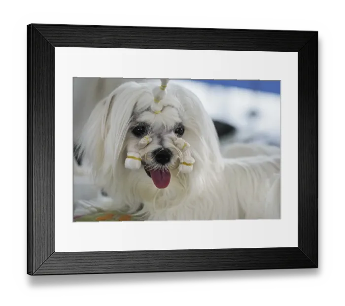 Framed Print : White Shihtzu dog getting groomed at canine contest Framed Print : White Shihtzu dog getting groomed at canine contest
