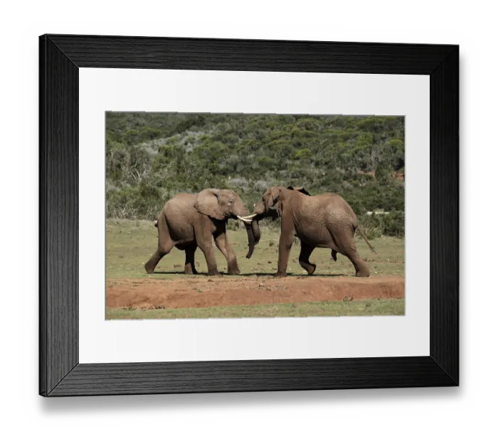 Framed Print : African Elfenaten (Loxodonta africana)