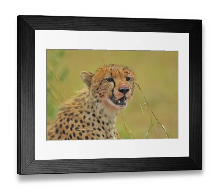 Framed Print : Cheetah (Acinonyx jubatus) in the grass Framed Print : Cheetah (Acinonyx jubatus) in the grass