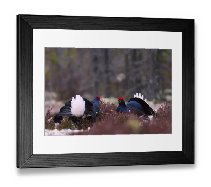Framed Print : Black grouse, Lyrurus tetrix, Tetrao tetrix