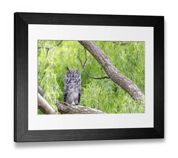 Framed Print : Spotted eagle-owl (Bubo africanus)