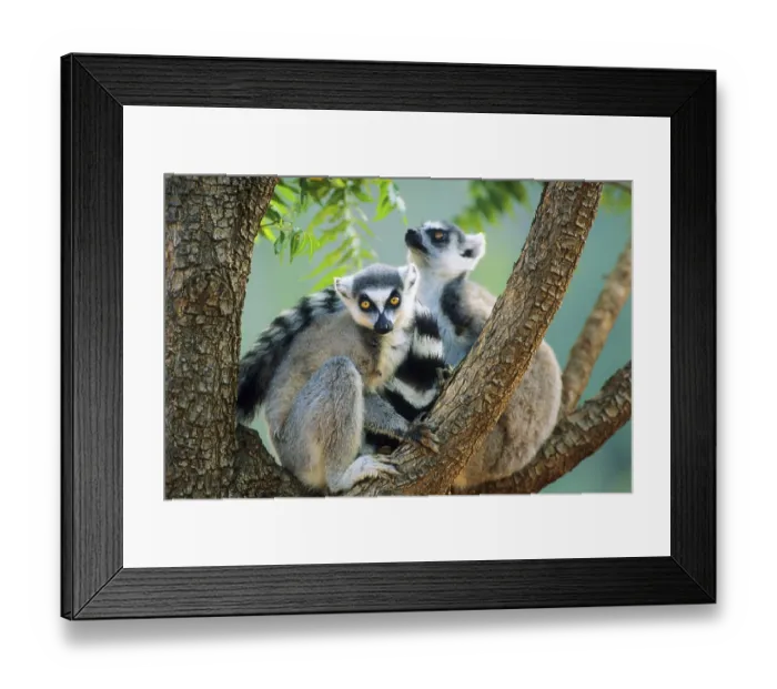 Framed Print : Crown sifaka, Madagascar, Coquerels crown sifaka