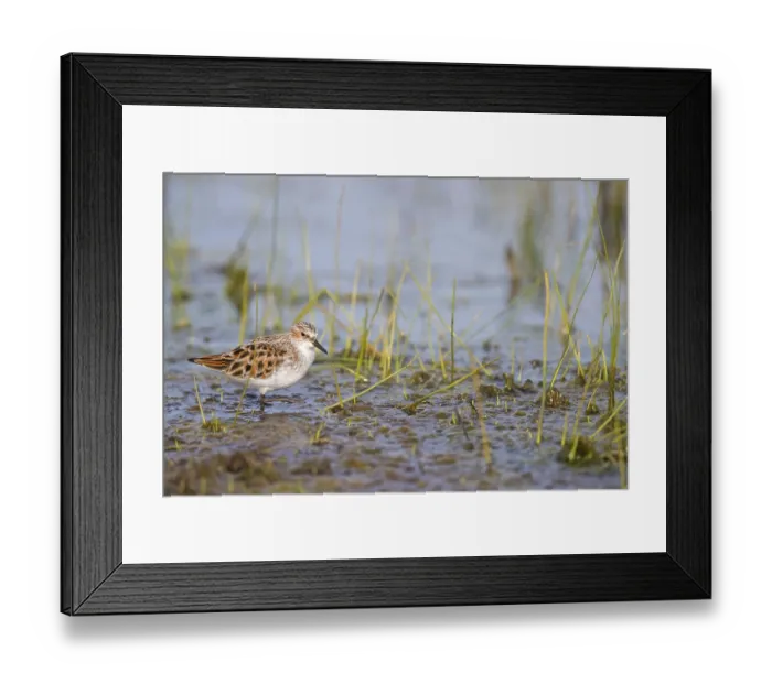 Framed Print : Little sandpiper, (Calidris minuta)