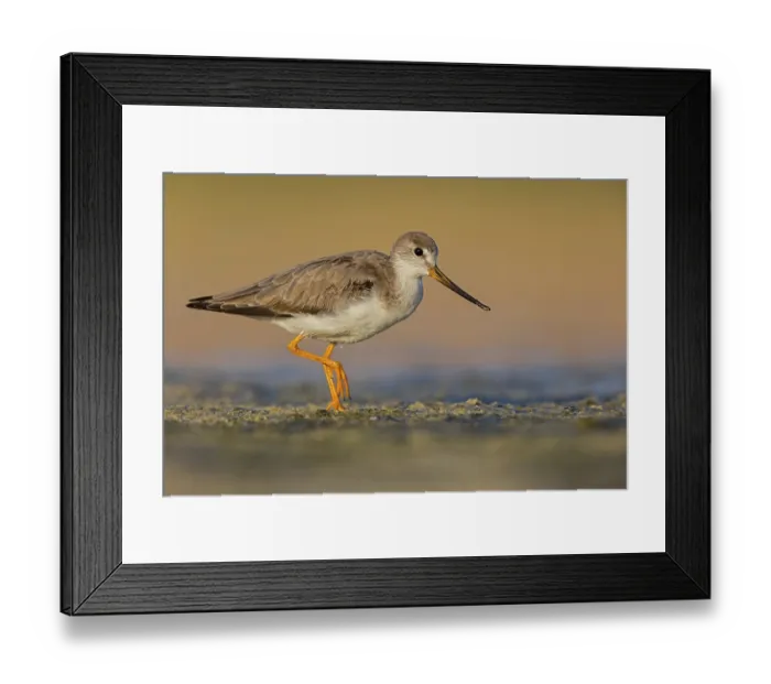 Framed Print : Terek sandpiper, (Xenus cinereus)