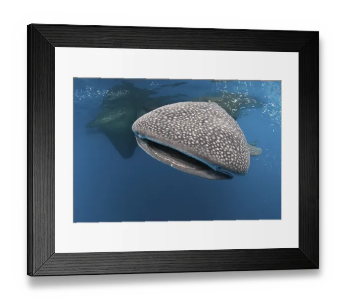 Framed Print : Whale shark, Rhincodon typus, Cenderawasih Bay