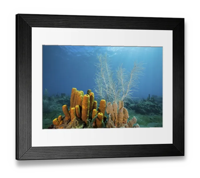 Framed Print : Yellow sponges on the reef, Aplysina fistularis