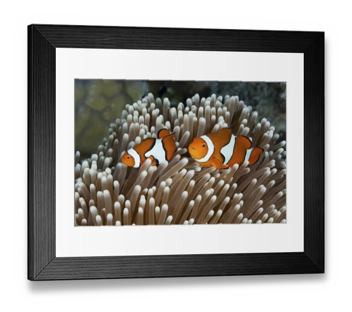 Framed Print : Clown anemonefish, Amphiprion percula