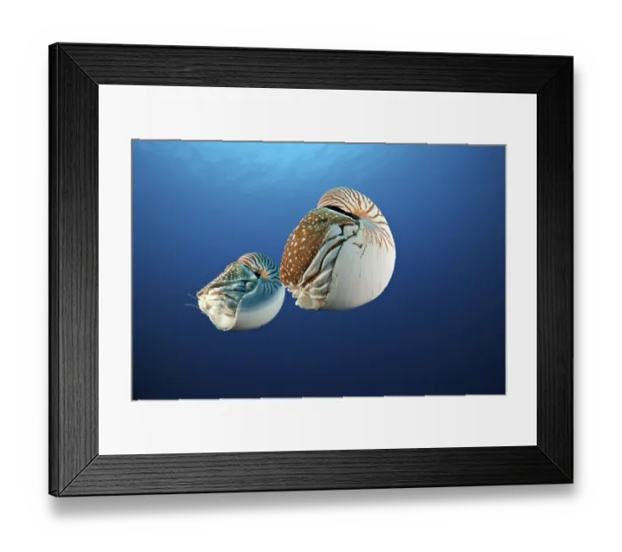 Framed Print : Pair of nautilus, pearl boat, Nautilus belauensis Framed Print : Pair of nautilus, pearl boat, Nautilus belauensis