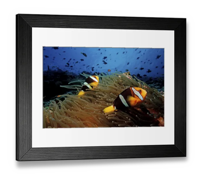 Framed Print : Clark's anemonefish, Amphiprion clarkii Framed Print : Clark's anemonefish, Amphiprion clarkii
