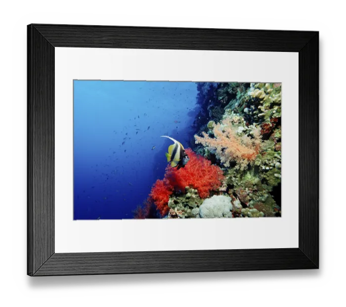 Framed Print : Red Sea ciliated fish, Heniochus intermedius