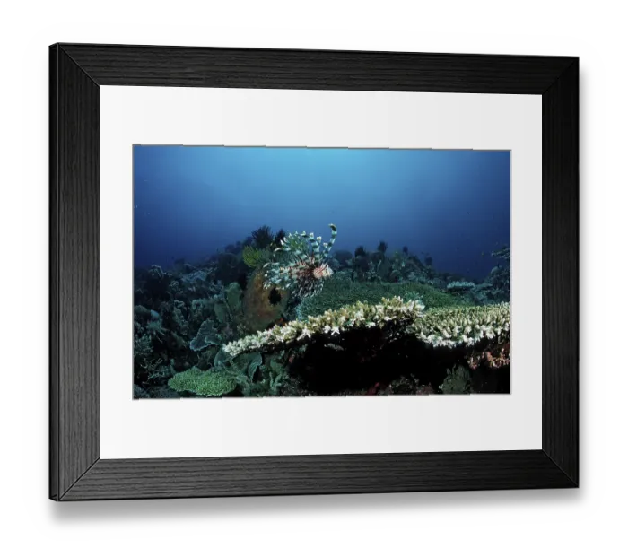 Framed Print : Common lionfish in coral reef, Pterois volitans