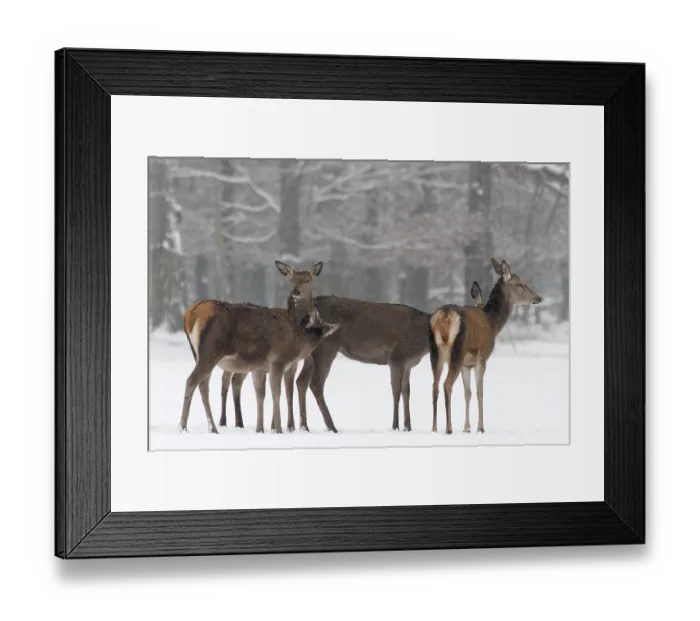 Framed Print : Red deer (Cervus elaphus), female Framed Print : Red deer (Cervus elaphus), female