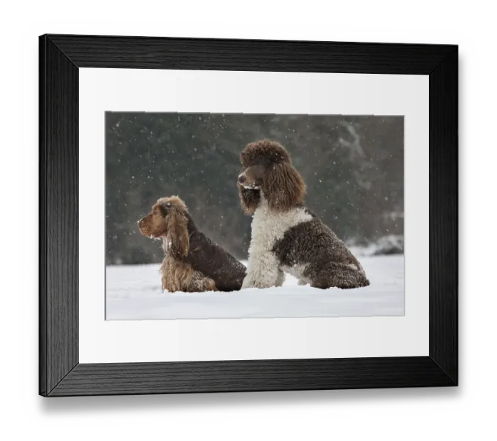 Framed Print : English Cocker Spaniel and Large Poodle Framed Print : English Cocker Spaniel and Large Poodle