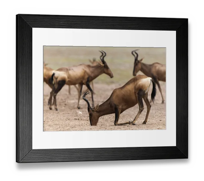 Framed Print : Red Hartebeest (Alcelaphus caama) at a natural salt-lick Framed Print : Red Hartebeest (Alcelaphus caama) at a natural salt-lick