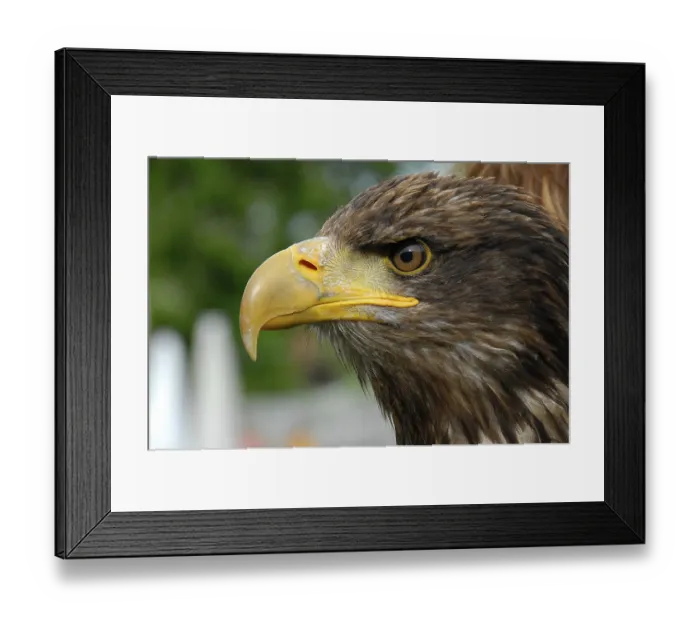 Framed Print : White-tailed Eagle (Haliaeetus albicilla)