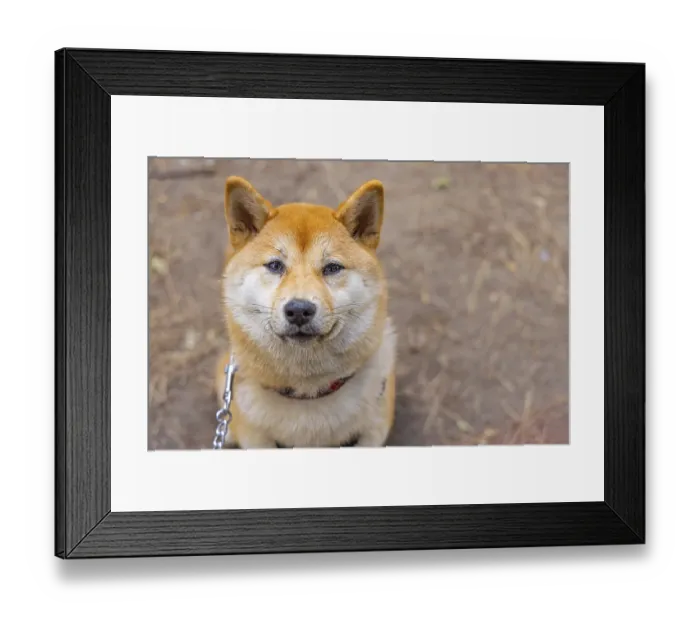 Framed Print : Close up snout view of an adorable red Shiba Inu dog sitting outdoors with copy space to right Framed Print : Close up snout view of an adorable red Shiba Inu dog sitting outdoors with copy space to right