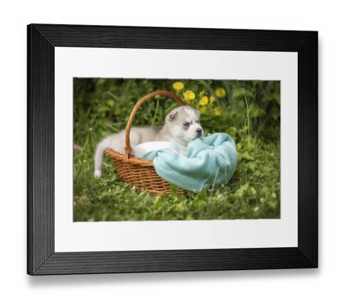 Framed Print : Cute Siberian husky puppy with blue eyes in the basket