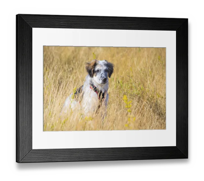 Framed Print : Cute white and black dog puppy with red collar in yellow grass closeup portrait