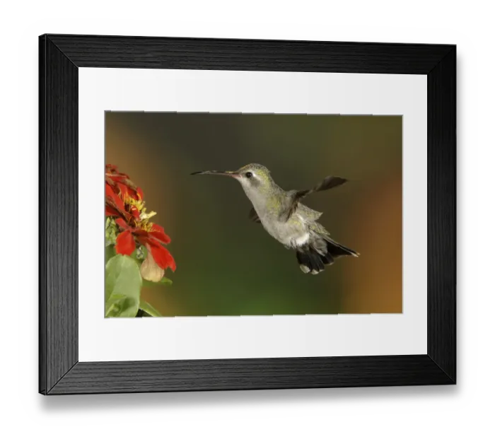 Framed Print : Broad-billed Hummingbird (Cynanthus latirostris)