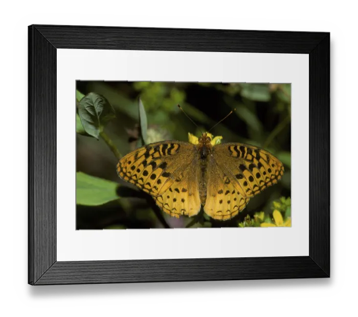 Framed Print : Great Spangled Fritillary (Speyeria cybele) with bird tear