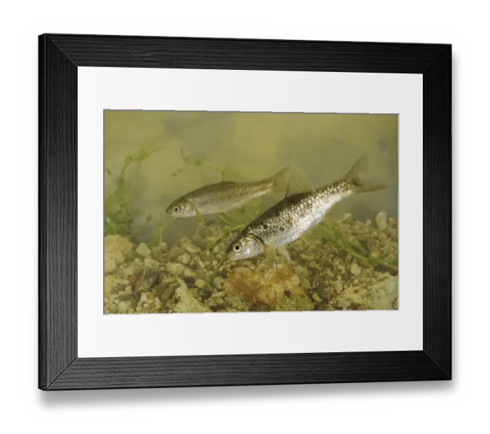 Framed Print : South European Roach (Rutilus rubilio)