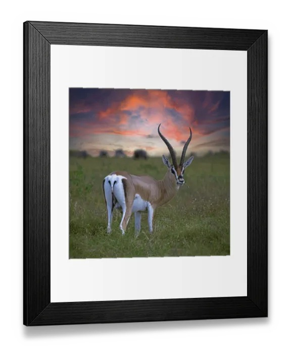 Framed Print : Grant's gazelle, Maasai Mara National Park