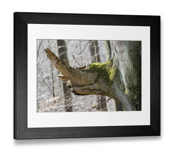 Framed Print : Tree face, looks like an animal