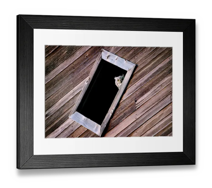 Framed Print : Prairie Barn Saskatchewan summer Owl in Window