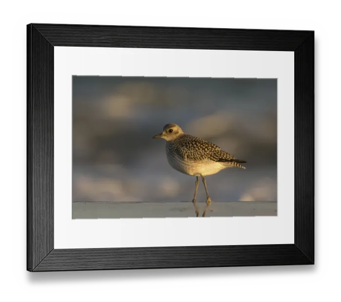 Framed Print : Grey plover (Pluvialis squatorola)