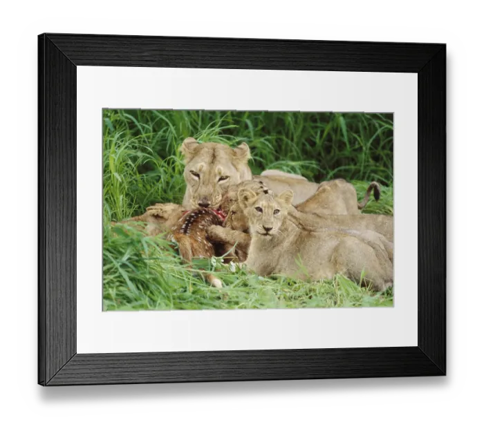 Framed Print : Lioness and Young Cubs eating Prey (Panthera Leo)