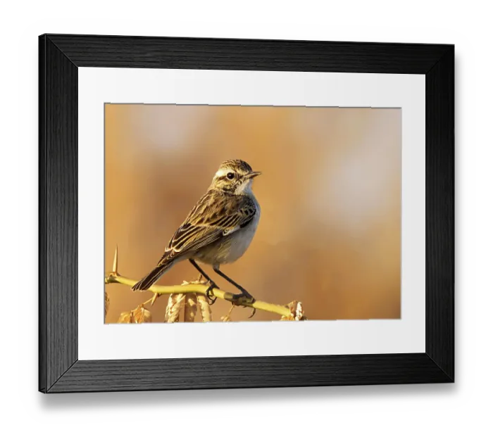 Framed Print : Yellow browed bulbul iruppu falls
