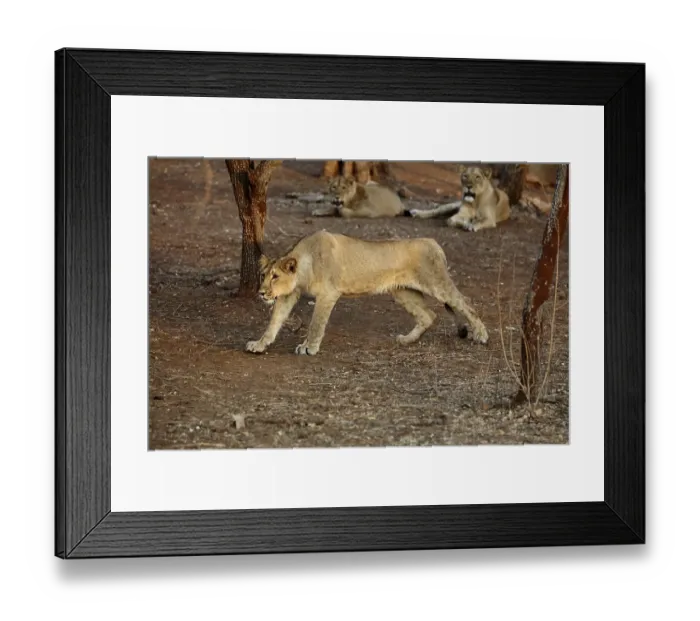 Framed Print : Lion cub sasan gir Gujarat India Asia