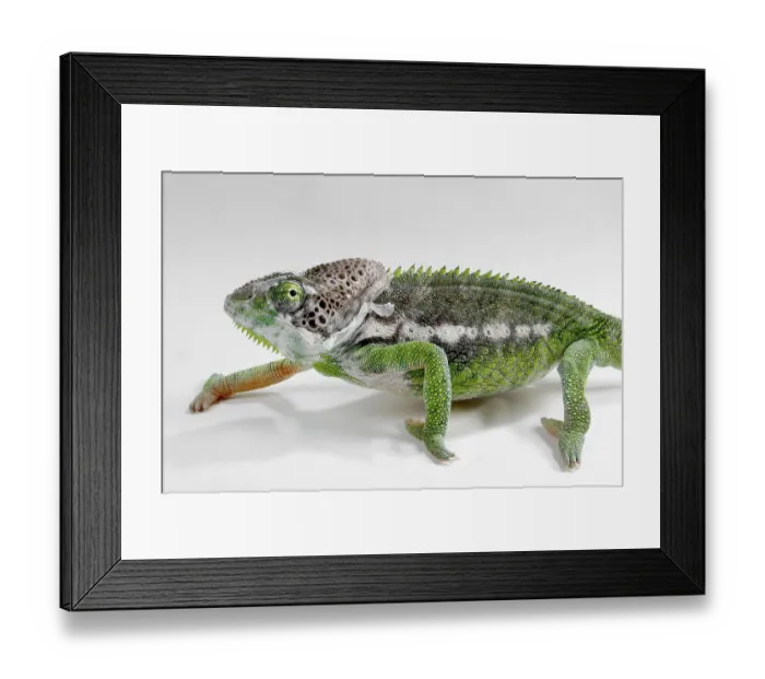 Framed Print : Madagascar giant chameleon (Furcifer verrucosus) Framed Print : Madagascar giant chameleon (Furcifer verrucosus)