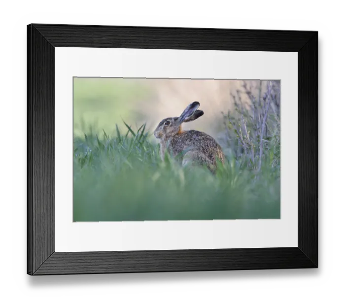 Framed Print : European Hare (Lepus europaeus) sitting on the edge of a field