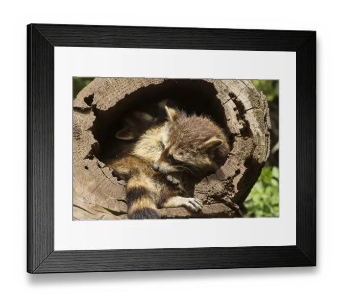 Framed Print : Raccoon (Procyon lotor) Framed Print : Raccoon (Procyon lotor)