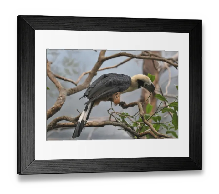 Framed Print : Mindanao Tarctic Hornbill (Penelopides affinis) Framed Print : Mindanao Tarctic Hornbill (Penelopides affinis)
