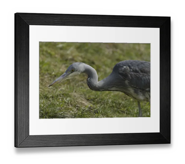 Framed Print : Grey heron, on the prowl (Ardea cinerea)