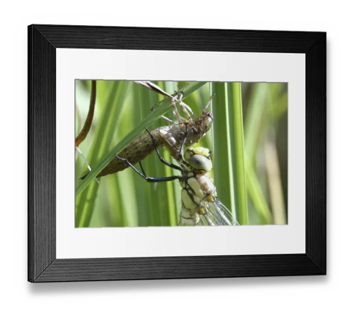 Framed Print : Southern Hawker - freshly hatched (Aeshna cyanea)