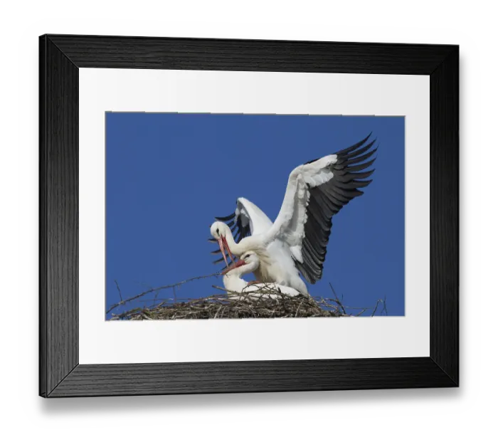 Framed Print : White stork (Ciconia ciconia) Framed Print : White stork (Ciconia ciconia)