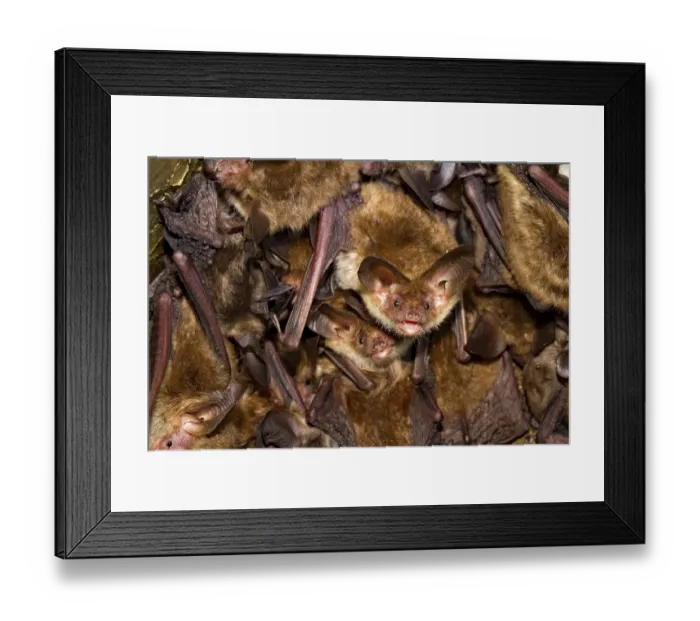 Framed Print : Bechstein's batBechstein's bat Framed Print : Bechstein's batBechstein's bat