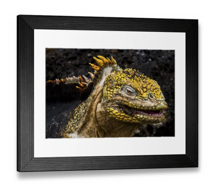 Framed Print : Drusenkopf on the rock (Conolophus subcristatus)