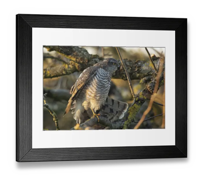 Framed Print : Sparrowhawk (Accipiter nisus)