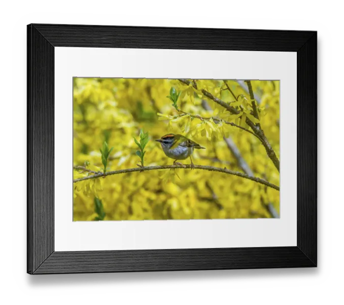 Framed Print : Forsythia goldcrest (Regulus ignicapillus)