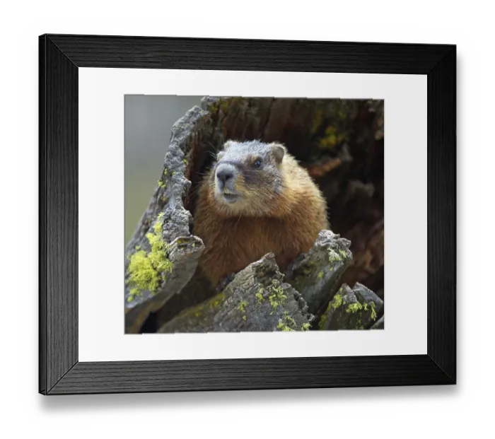 Framed Print : Yellow-bellied marmot (Marmota flaviventris)